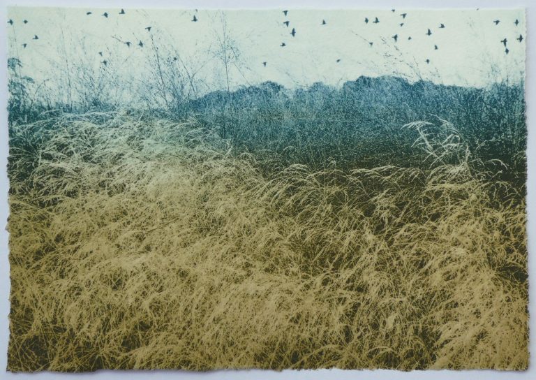 Grasses and Starlings ed2 by Luella Martin