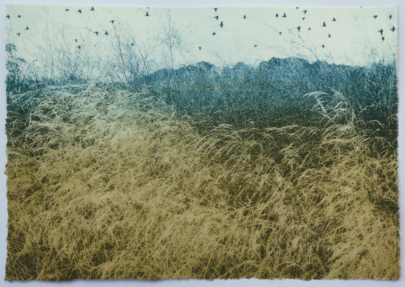 Grasses and Starlings ed2 by Luella Martin