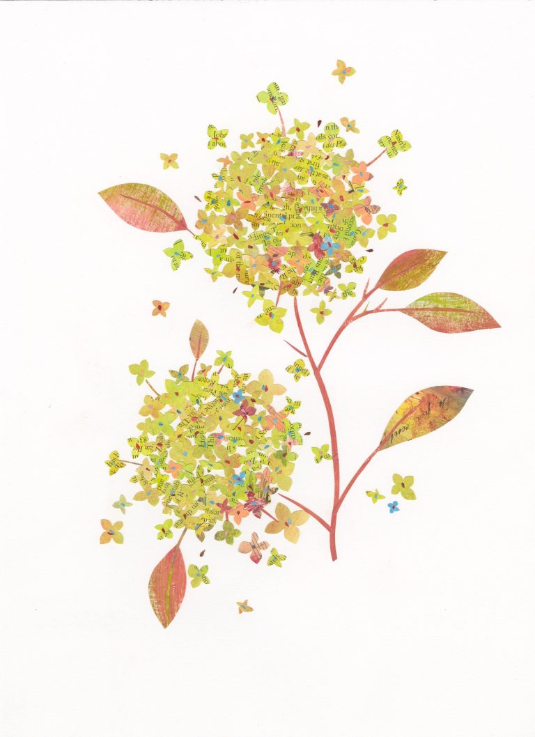Hydrangea Sprig by Caroline Henricksen