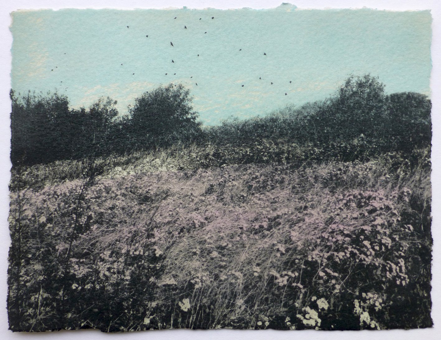 Flowers and Birds ed7 by Luella Martin