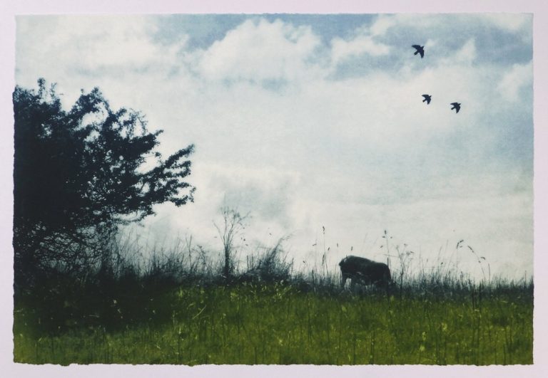 Long Grass ed4 by Luella Martin