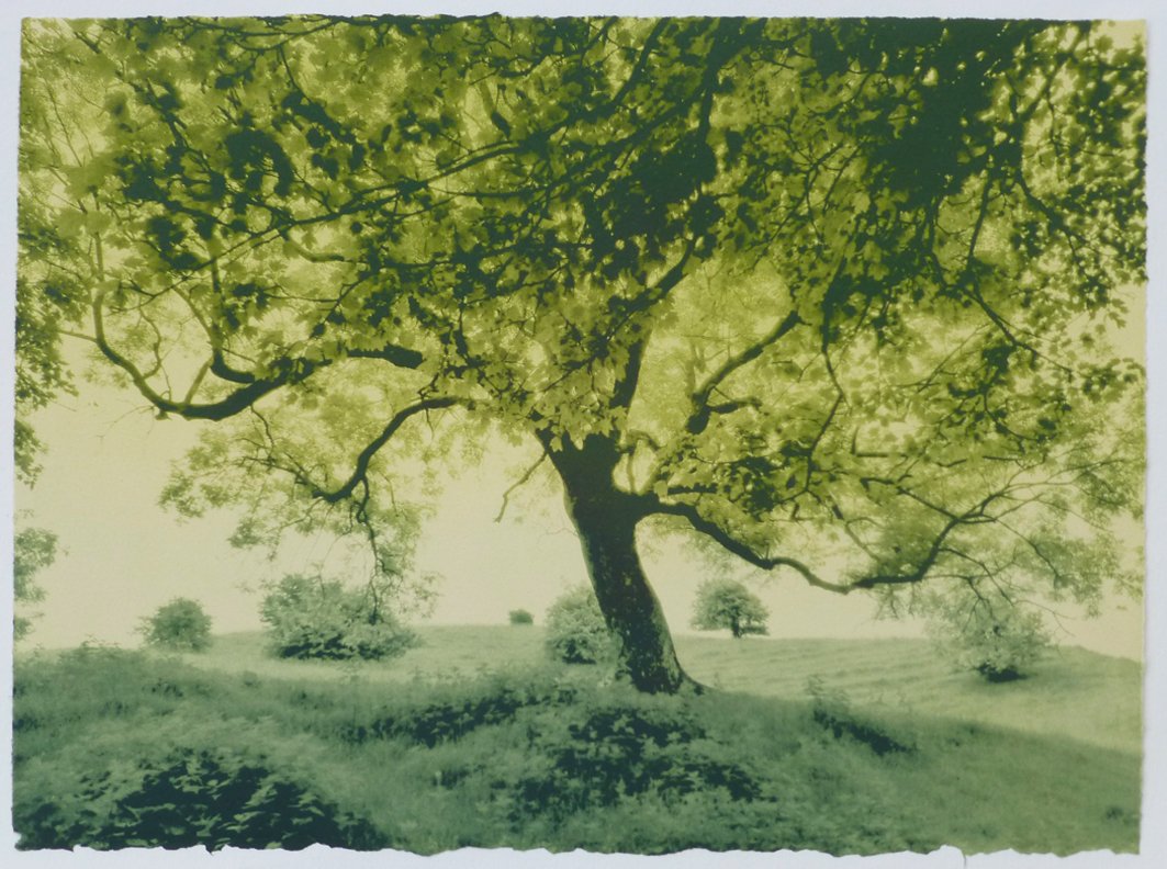 Summer Tree AP 2 by Luella Martin