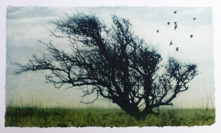 Tangled Tree ed29 by Luella Martin