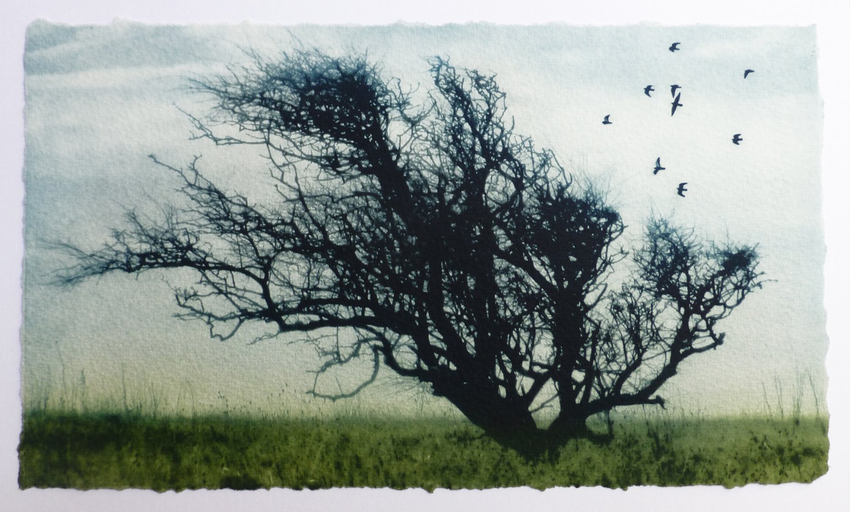 Tangled Tree ed29 by Luella Martin