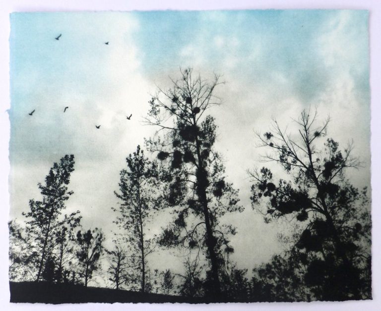 Trees and Birds ed7 by Luella Martin