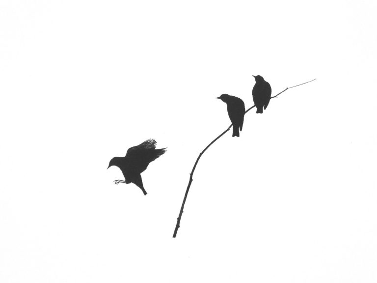 Murmur ed38 Framed by Alan Stones