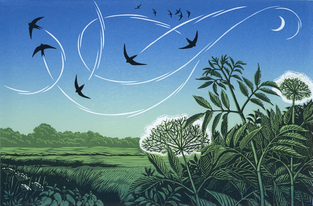 Crescent Swifts by Niki Bowers