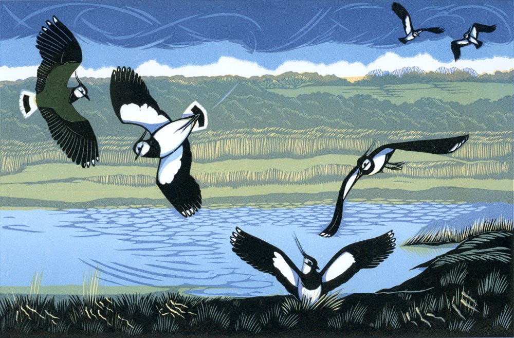 Spring Lapwings by Niki Bowers