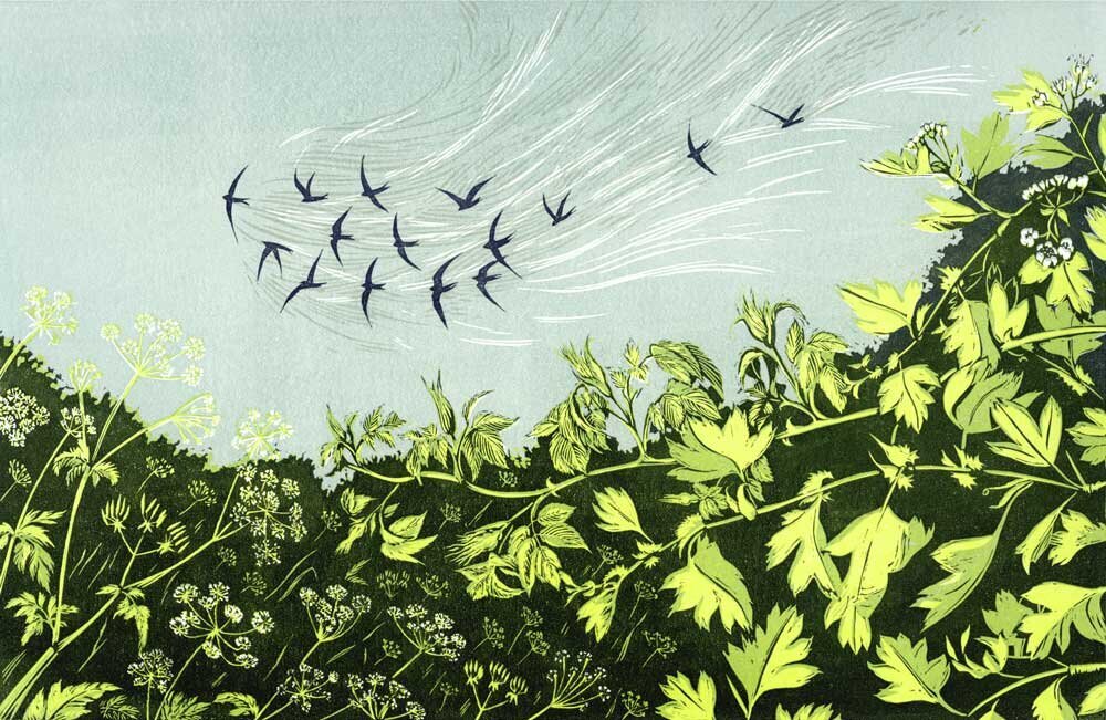 The First Swifts by Niki Bowers