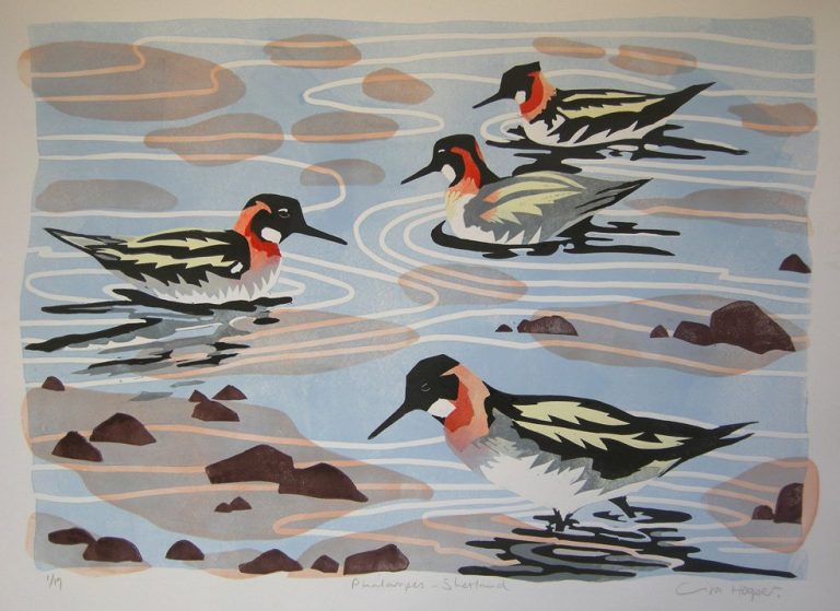 Phalaropes, Shetland by Lisa Hooper