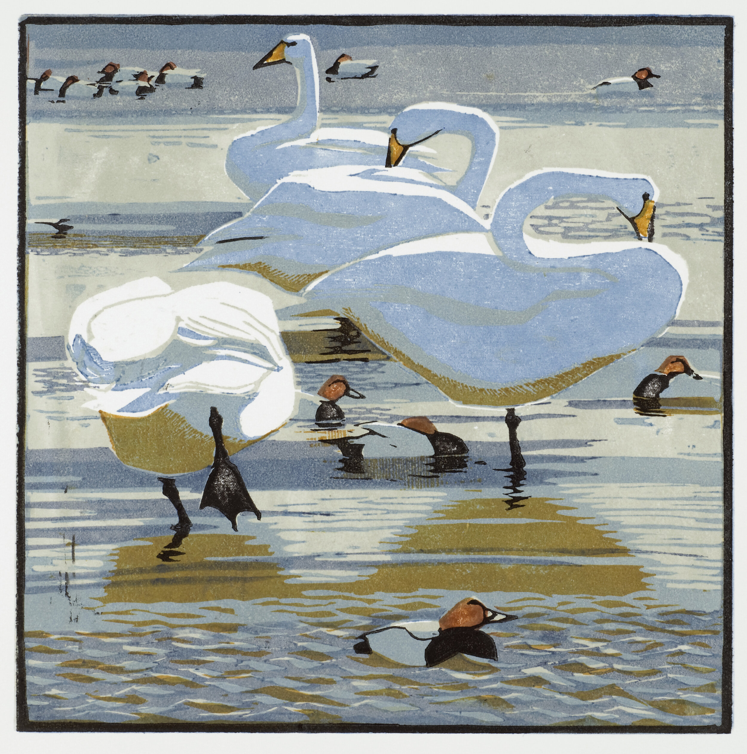 Whooper Swans and Pochards ed62 by Robert Greenhalf