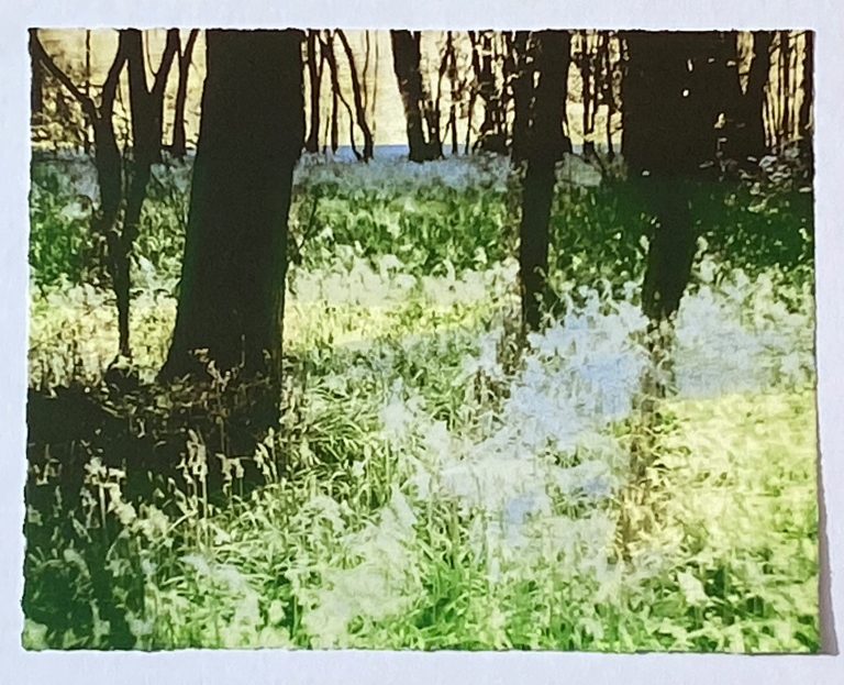 In the Bluebell Woods ed3 by Luella Martin