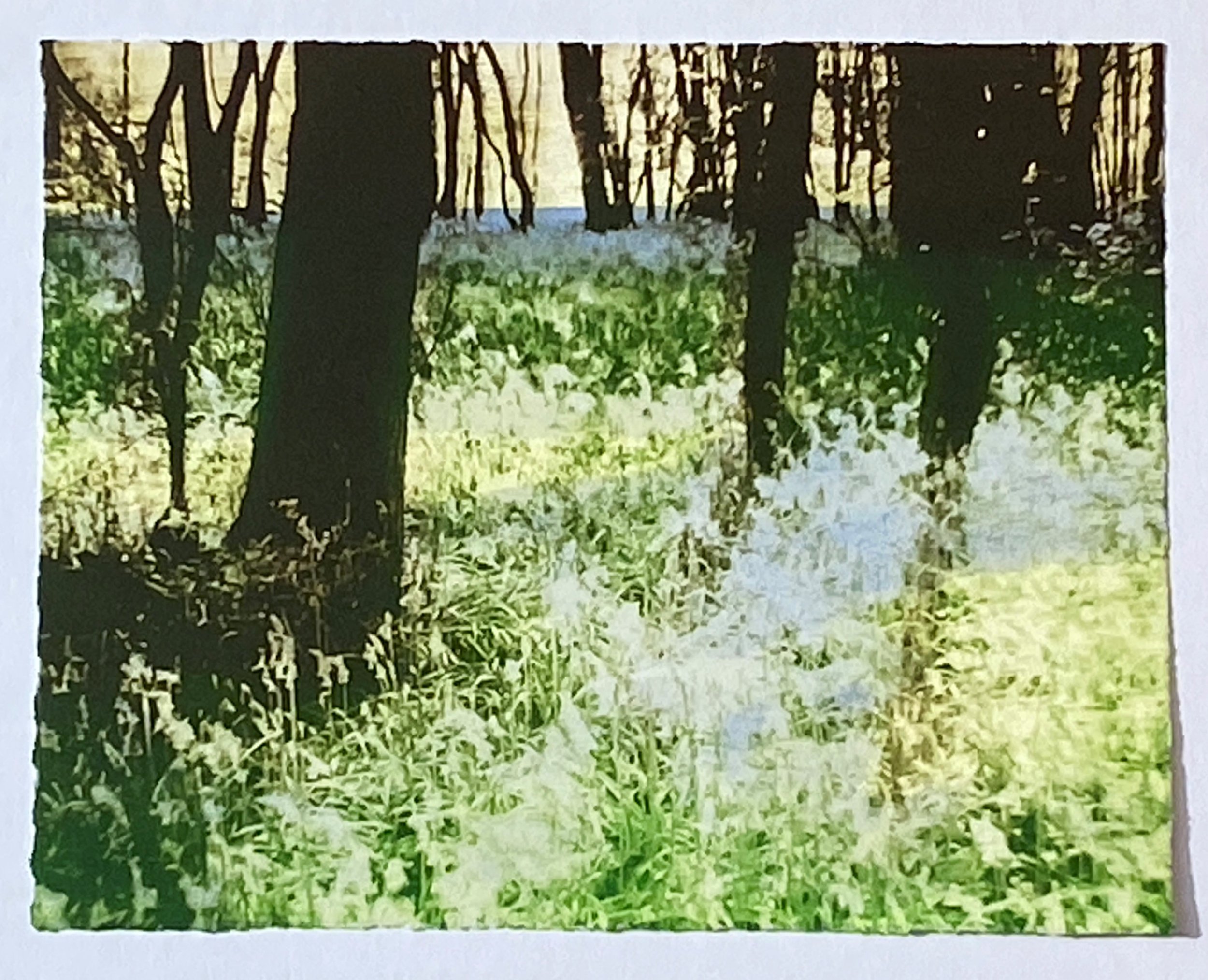 In the Bluebell Woods ed3 by Luella Martin