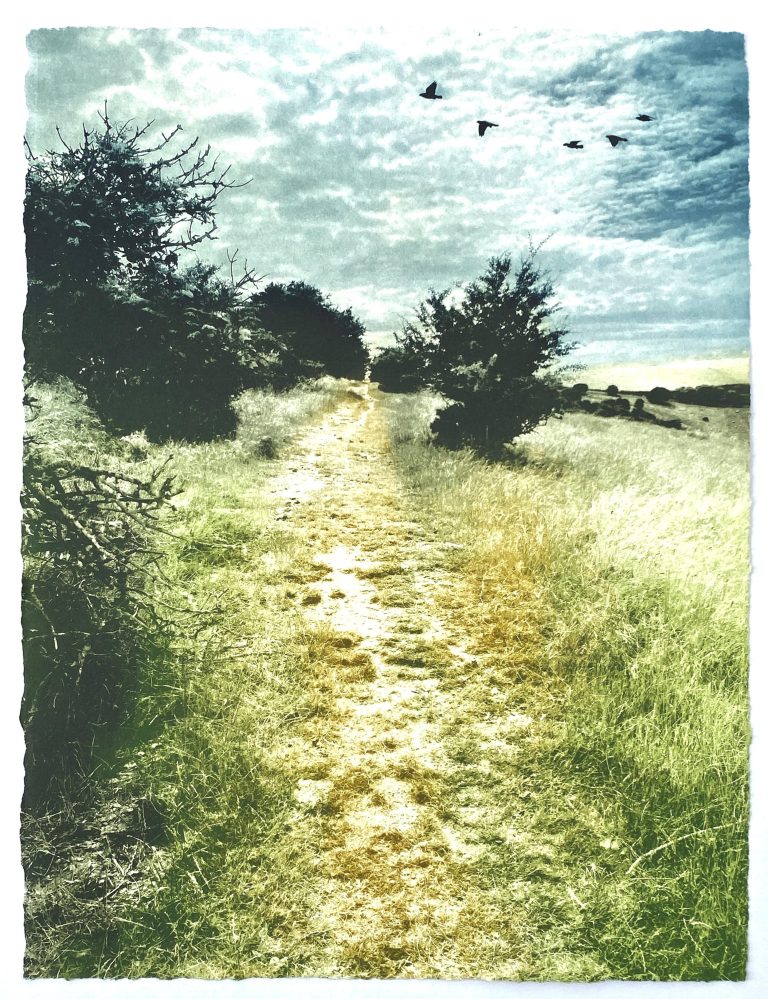 The Droveway ed2 by Luella Martin