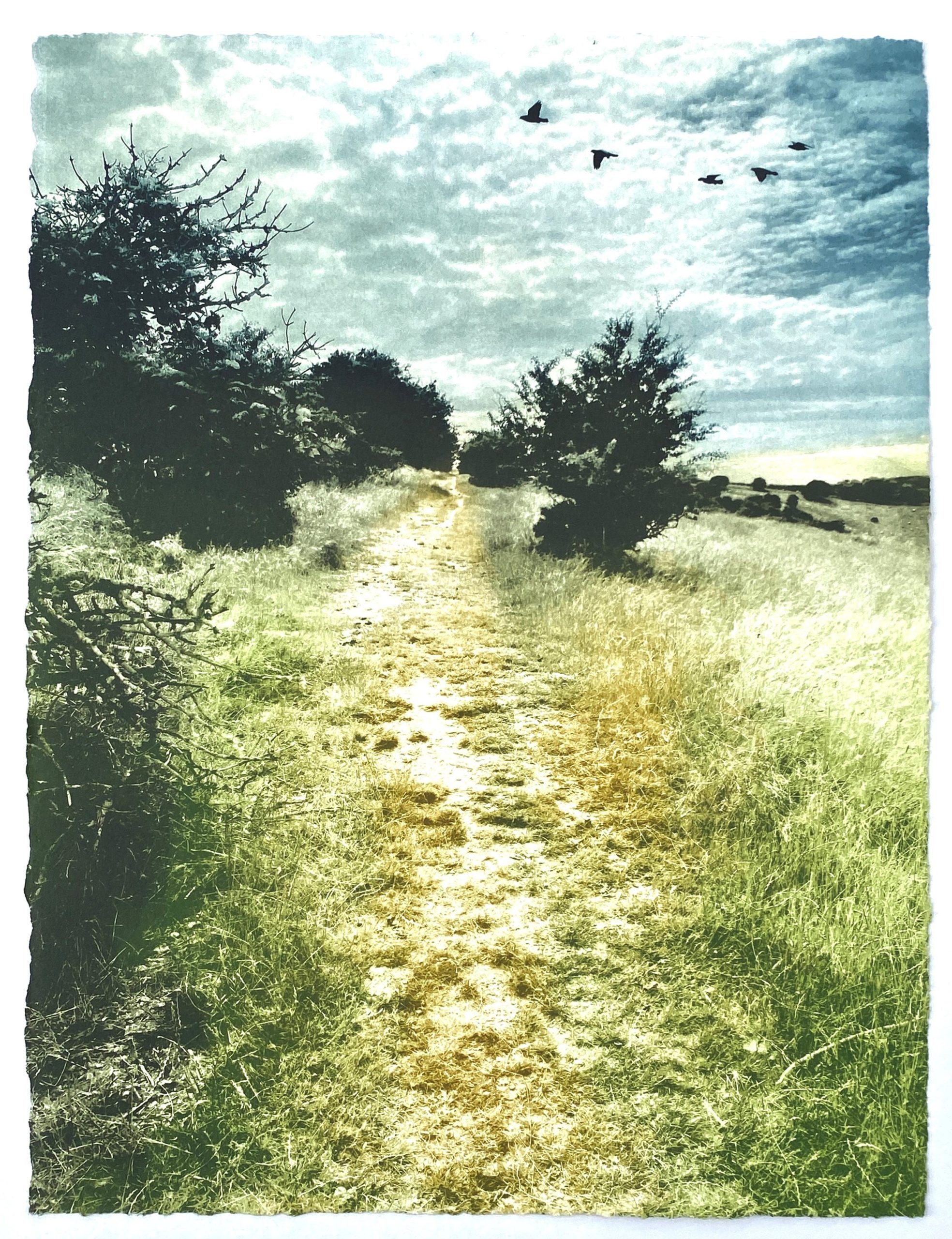 The Droveway ed2 by Luella Martin