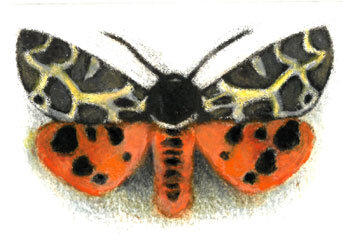 Garden Tiger ed11 by Louise Bird