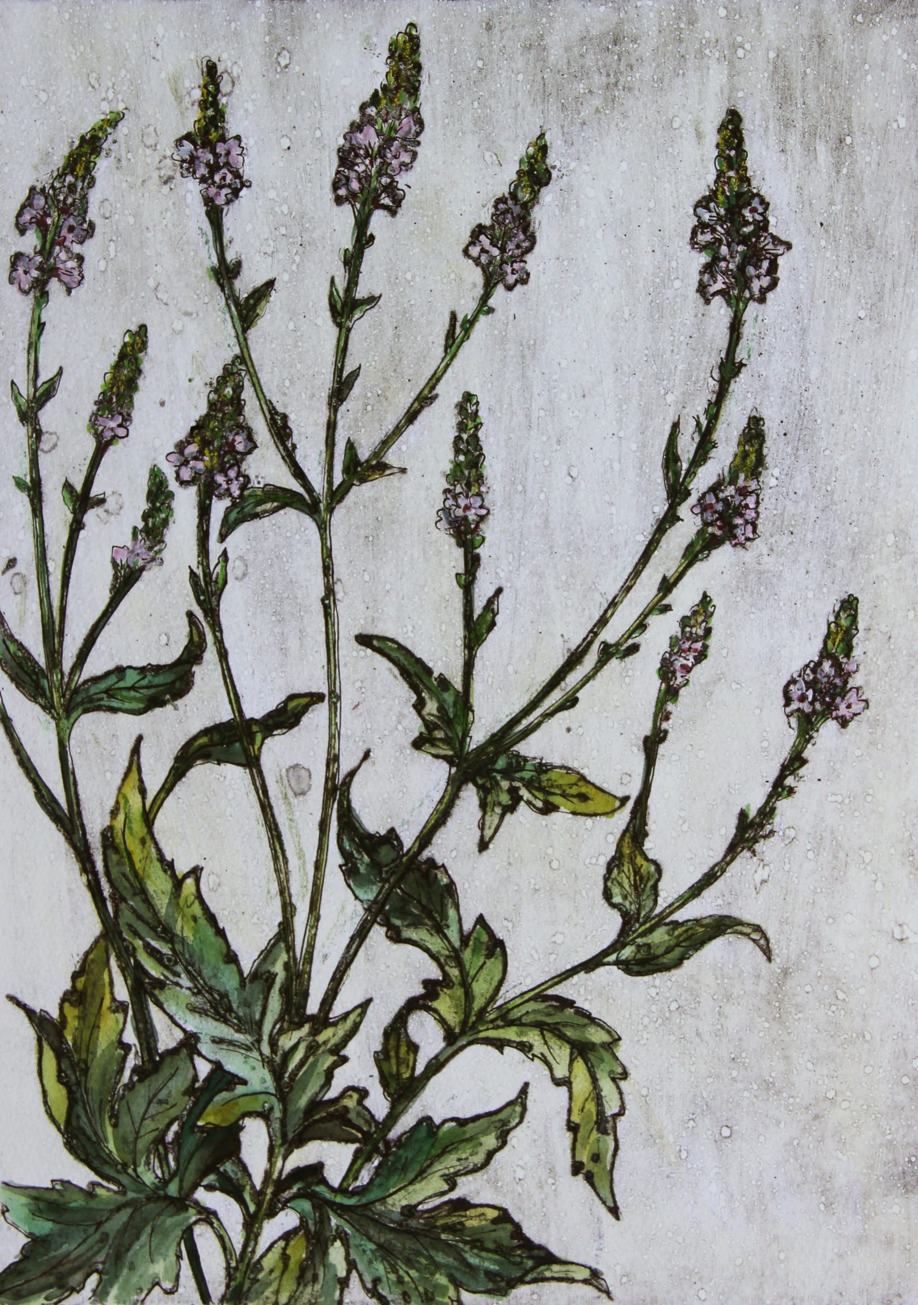 Verbena AP by Vicky Oldfield