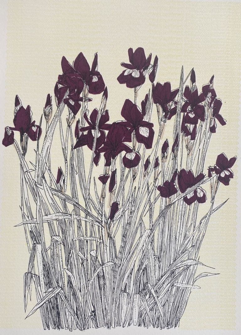 French Iris ed24 by Clare Halifax