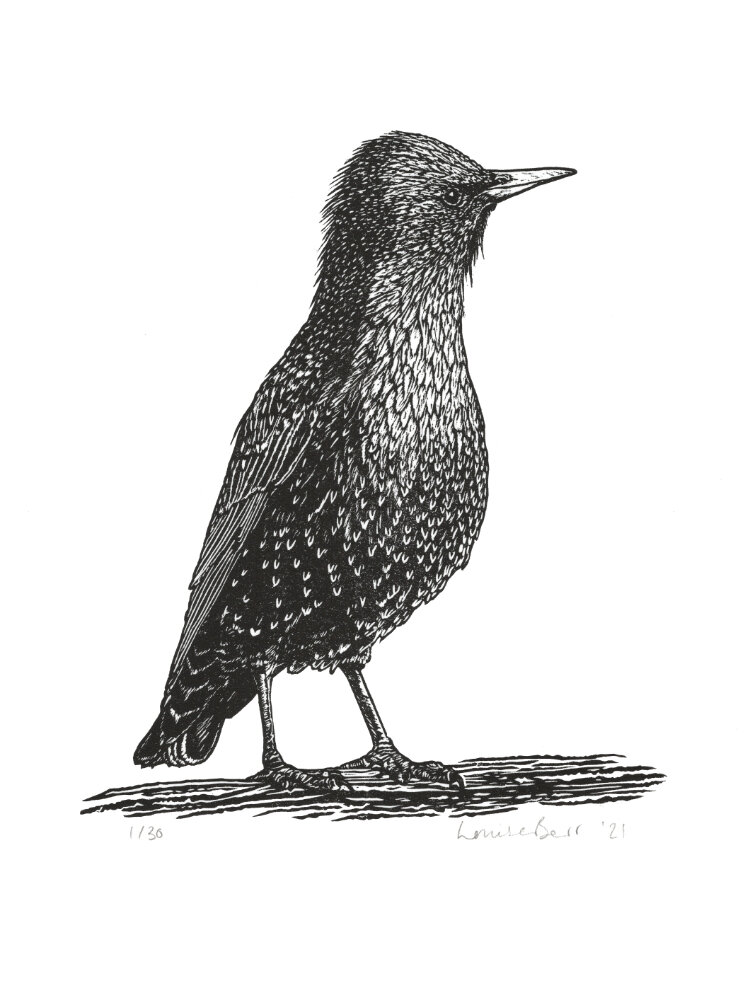 Alert by Louise Barr