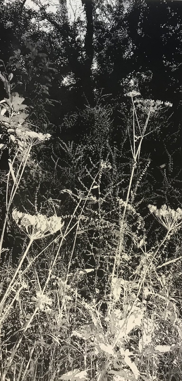 Wild Chervil ed33 by Trevor Price