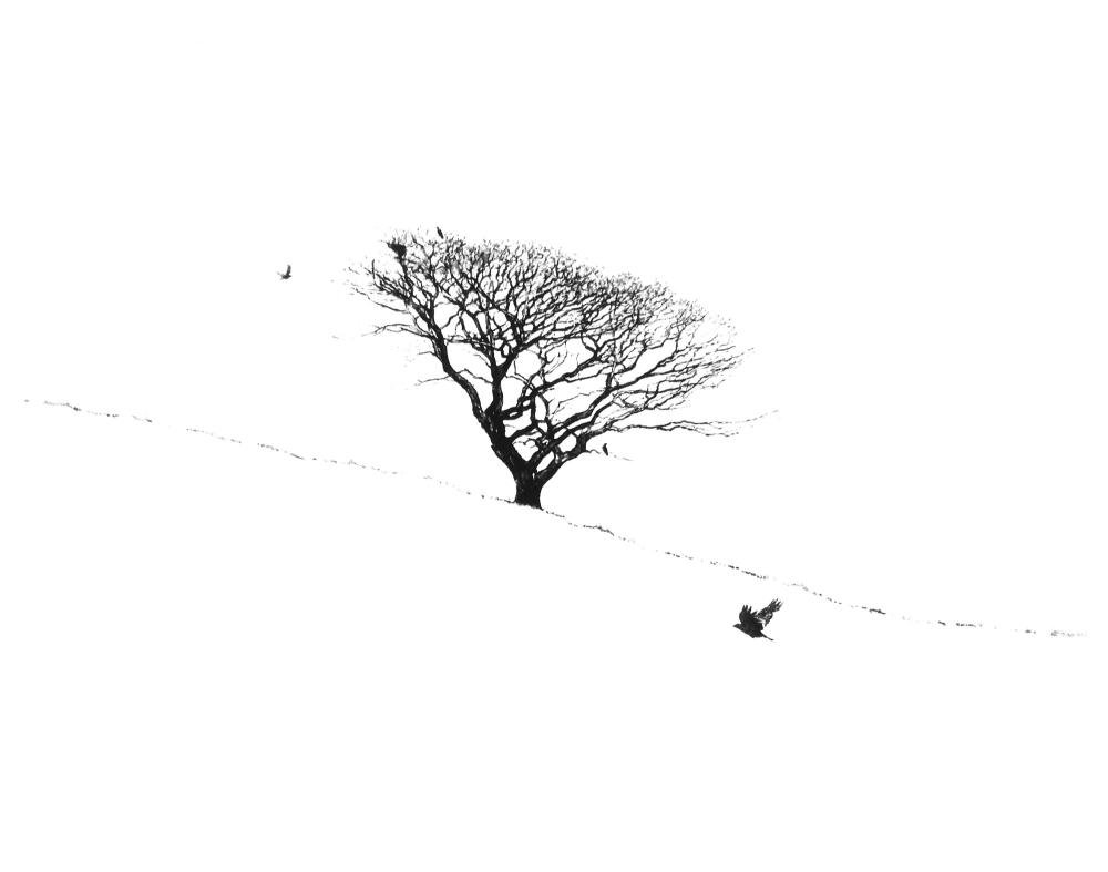 Windswept Oak (i) ed55 by Alan Stones
