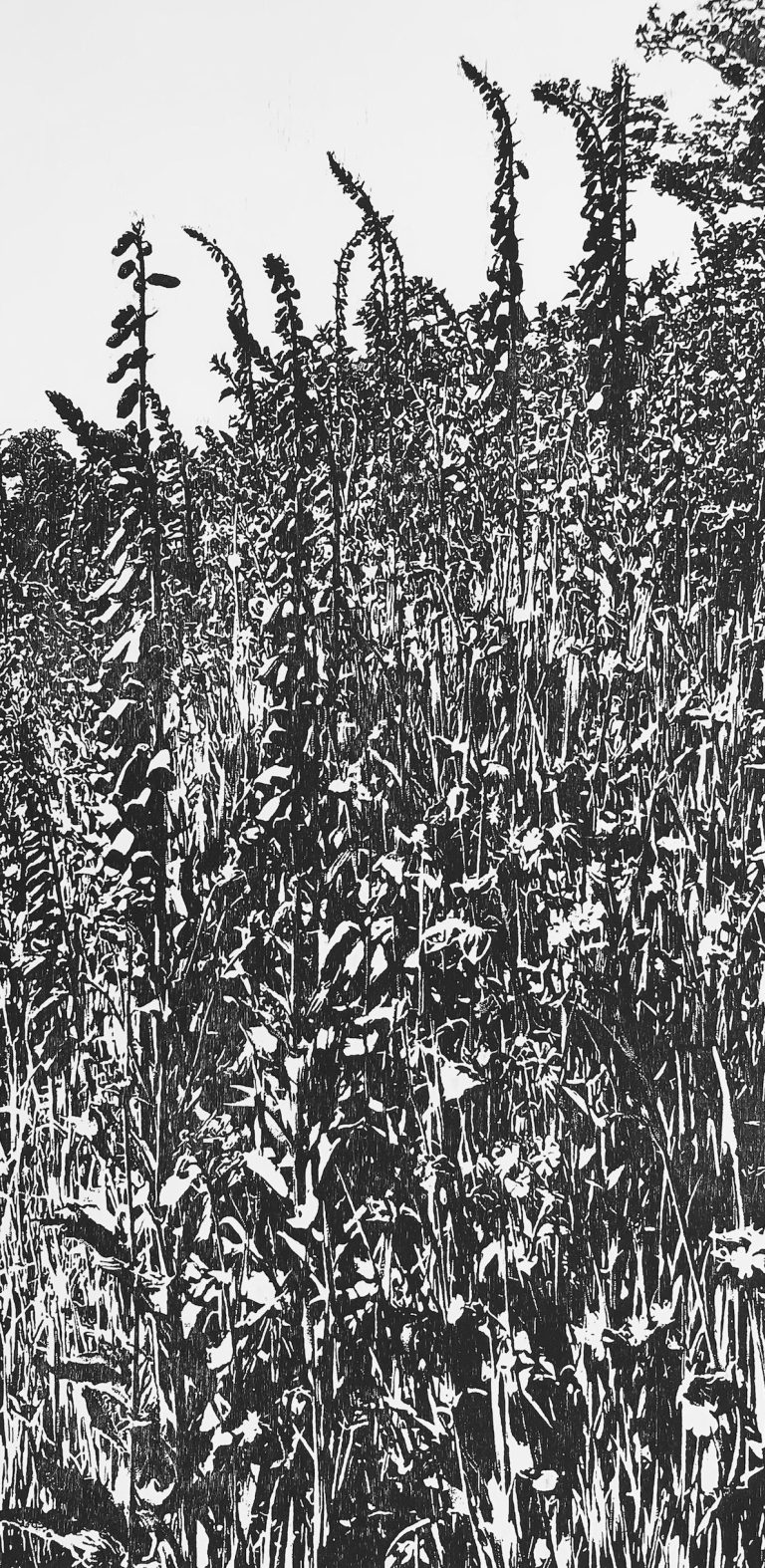 Foxgloves ed4 by Trevor Price