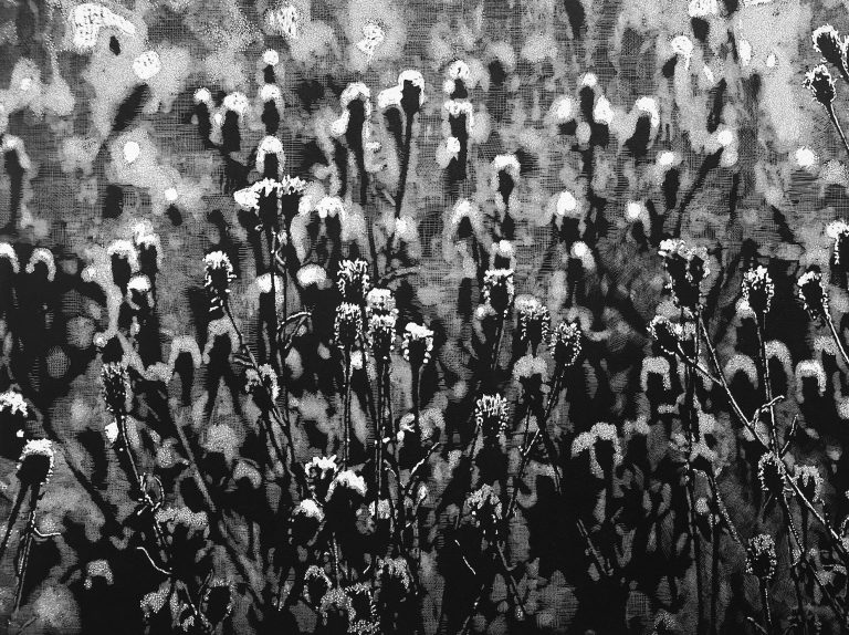 Seed pods ed11 by Trevor Price