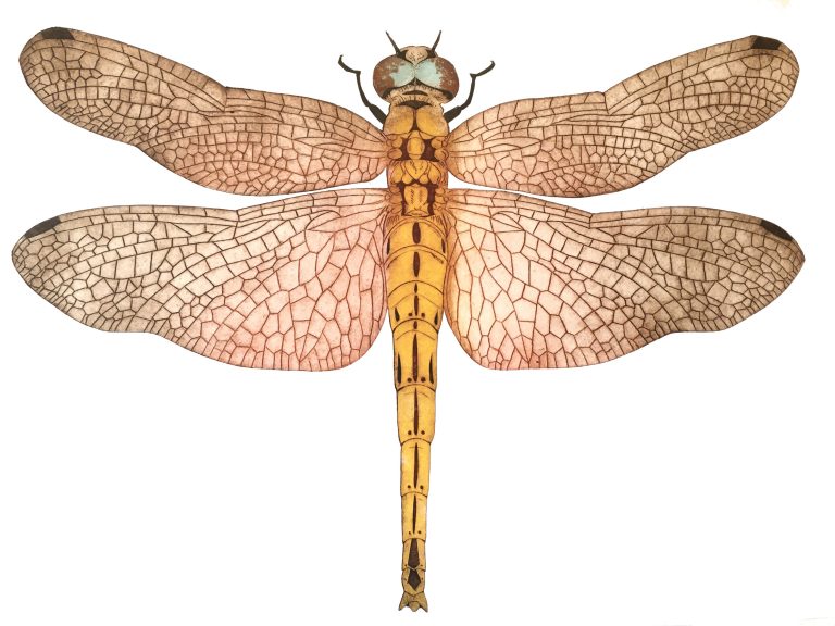 Darter by Steph Renshaw