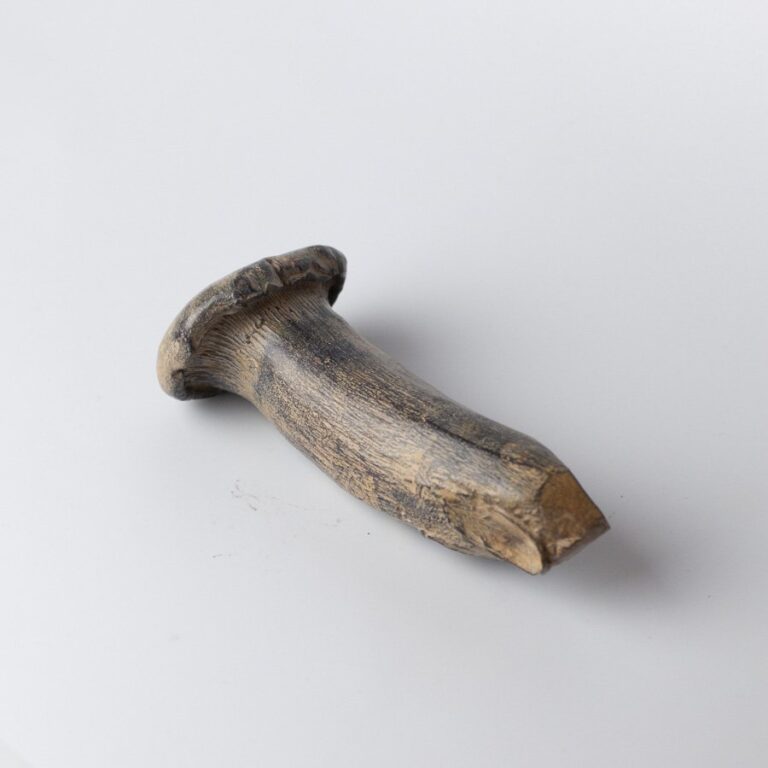 King Oyster Mushroom III by Alice-Andrea Ewing