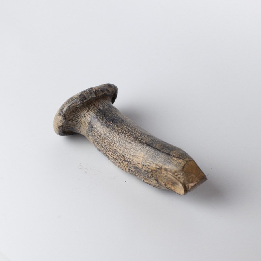 King Oyster Mushroom III by Alice-Andrea Ewing