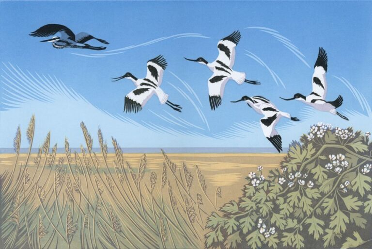 Avocet Chase by Niki Bowers