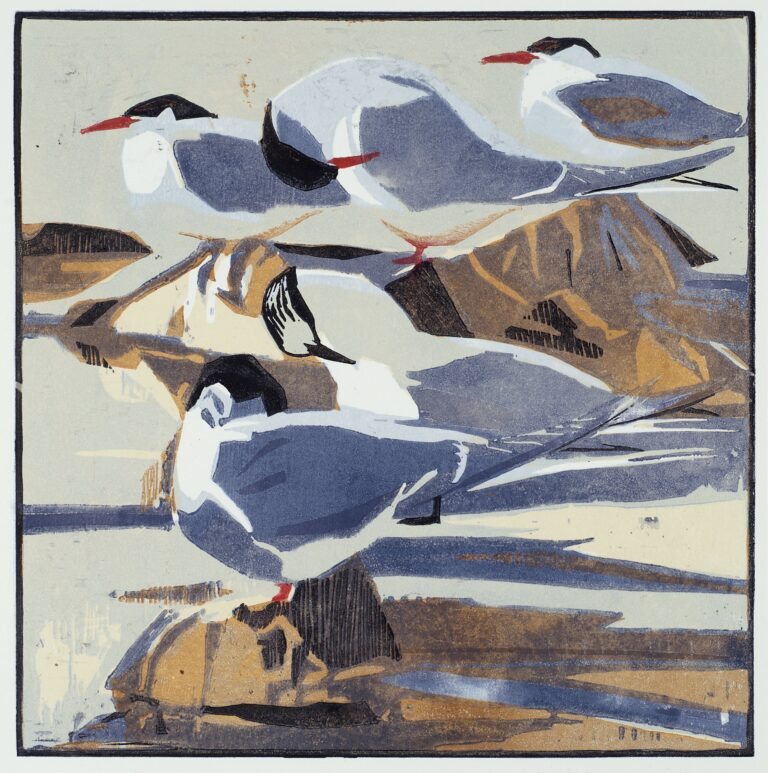 Arctic Terns ed53 by Robert Greenhalf