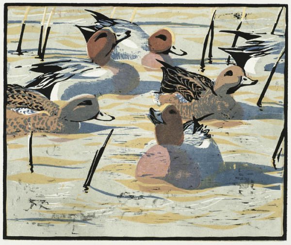 Wigeon ed12 by Robert Greenhalf