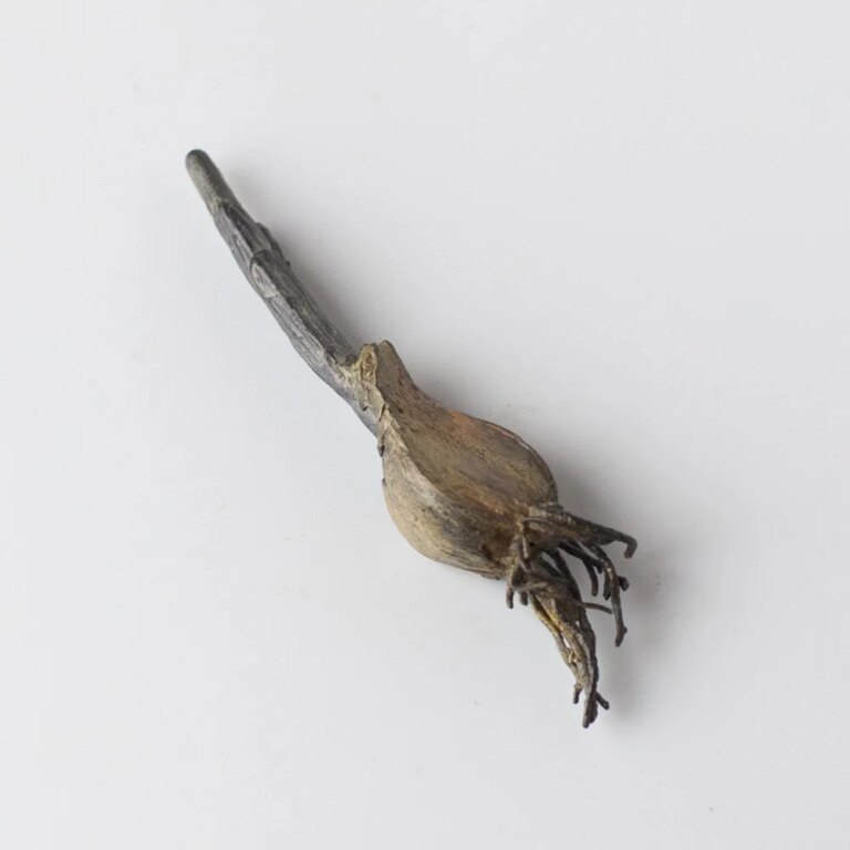 Iris Bulb 3 by Alice-Andrea Ewing