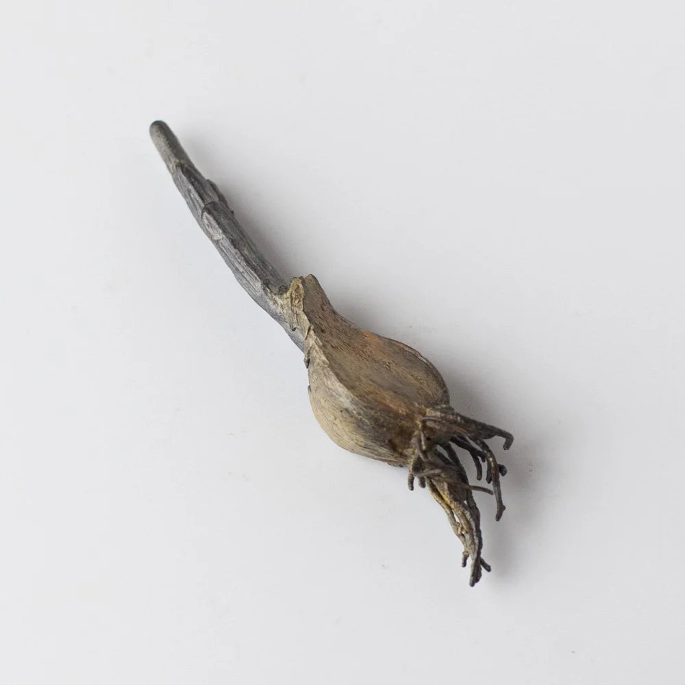 Iris Bulb 3 by Alice-Andrea Ewing