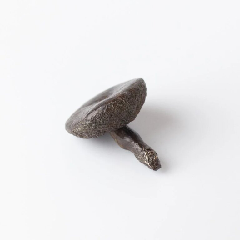 Medium Bolete Mushroom 1 by Alice-Andrea Ewing