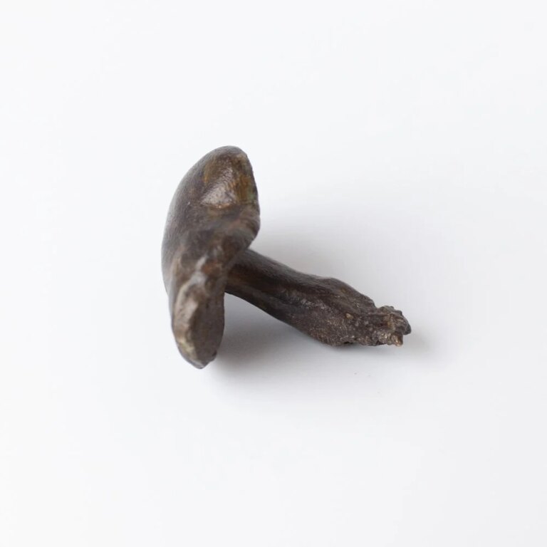 Medium Bolete Mushroom 2 by Alice-Andrea Ewing