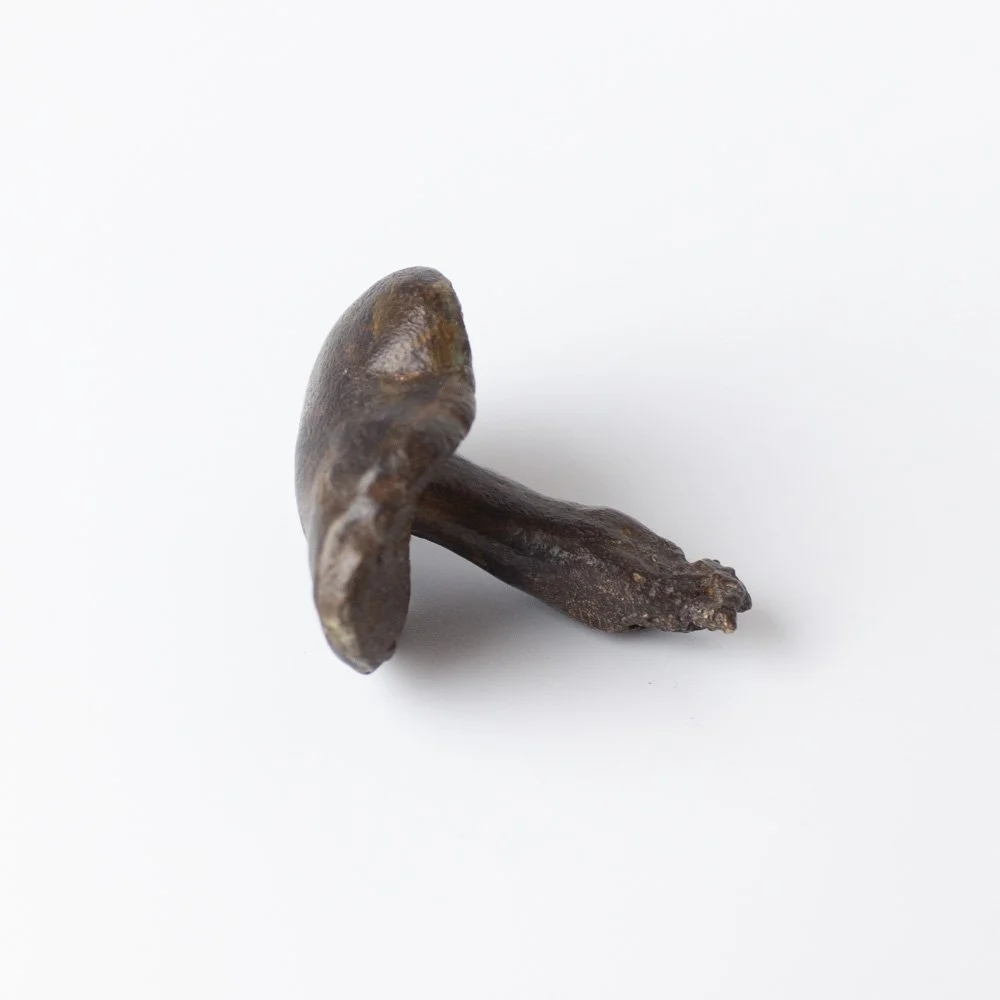 Medium Bolete Mushroom 2 by Alice-Andrea Ewing