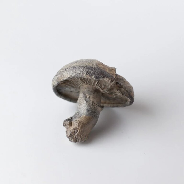 Large Field Mushroom 1 by Alice-Andrea Ewing