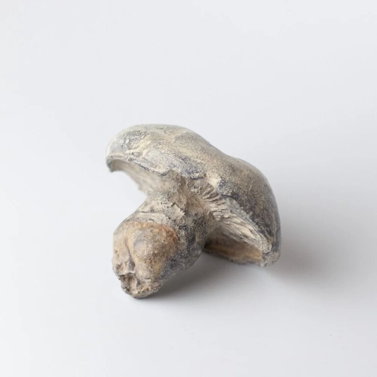 Large Field Mushroom 2 by Alice-Andrea Ewing