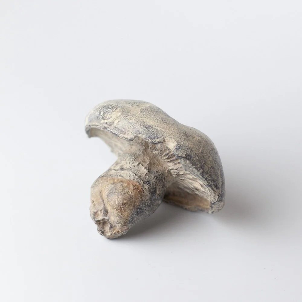 Large Field Mushroom 2 by Alice-Andrea Ewing