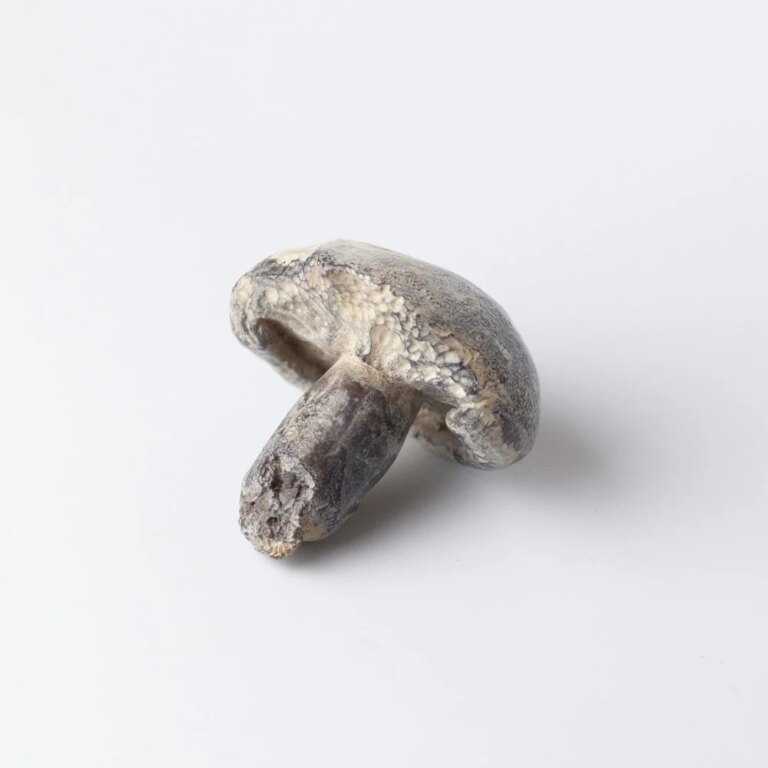 Medium Field Mushroom Nibbled by Alice-Andrea Ewing