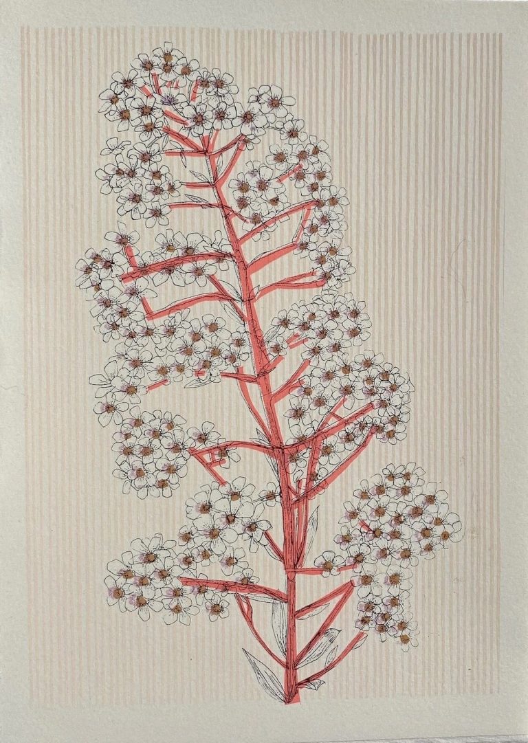 Norwegian Pyramidal Saxifrage by Clare Halifax