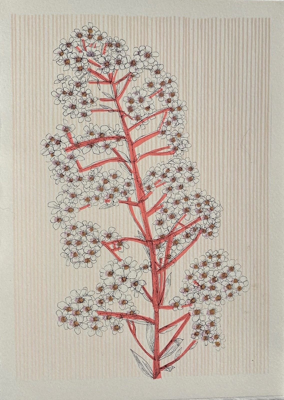 Norwegian Pyramidal Saxifrage by Clare Halifax
