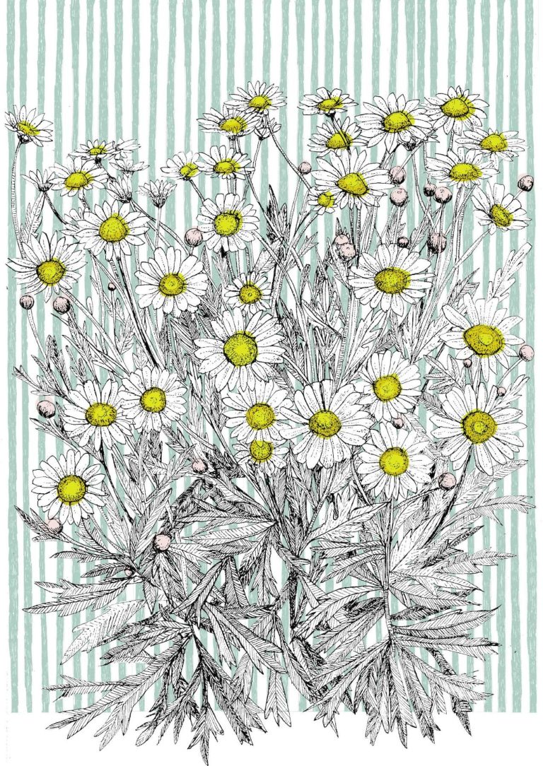 Danish Daisy by Clare Halifax