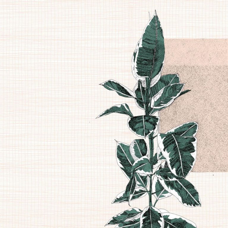 Fantastica Ficus Elastica by Clare Halifax