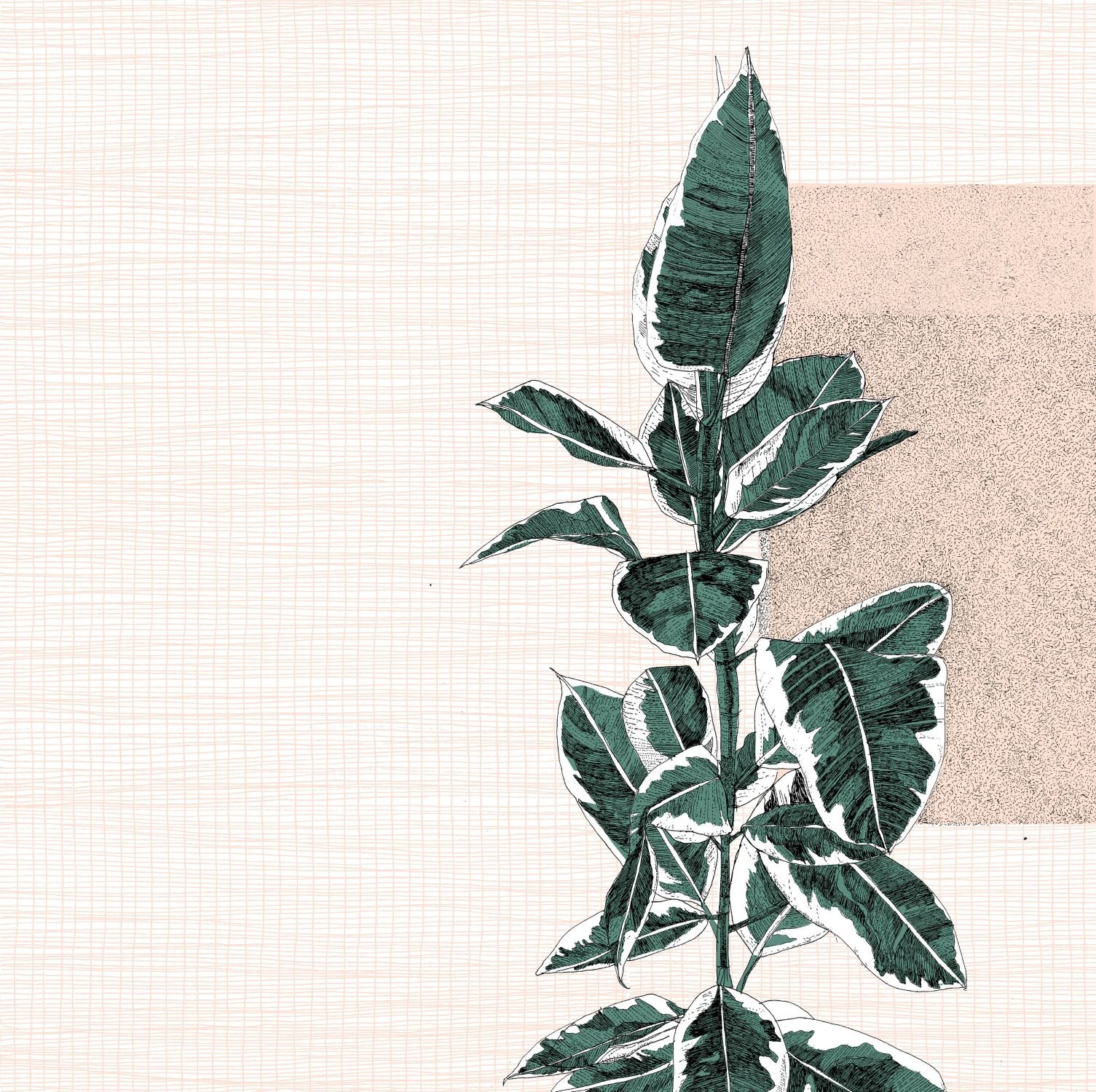 Fantastica Ficus Elastica by Clare Halifax