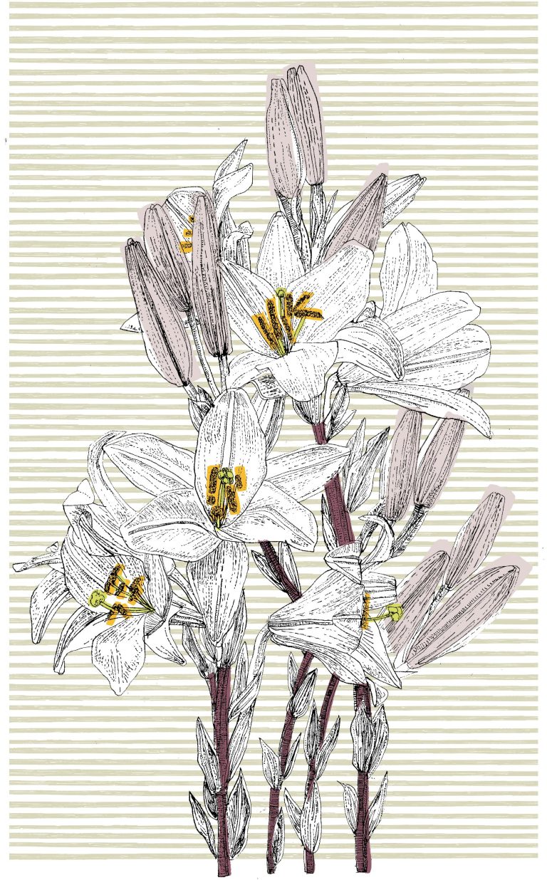 Italian Lily by Clare Halifax