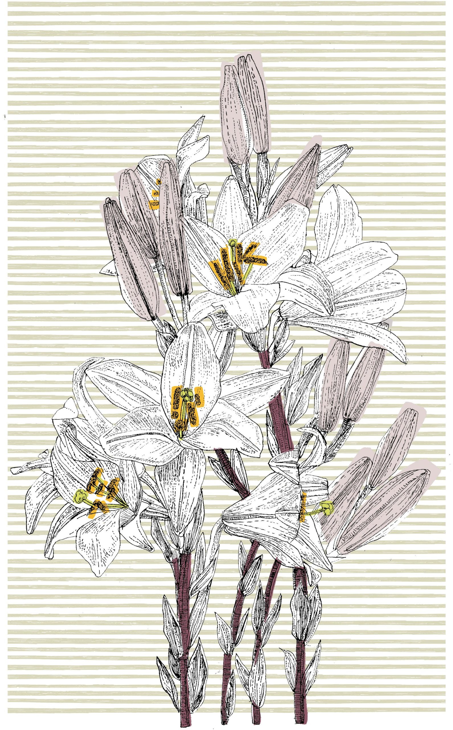 Italian Lily by Clare Halifax