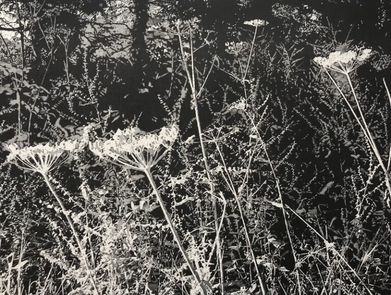 Undergrowth ed8 by Trevor Price